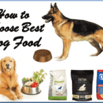 how to choose best dog food